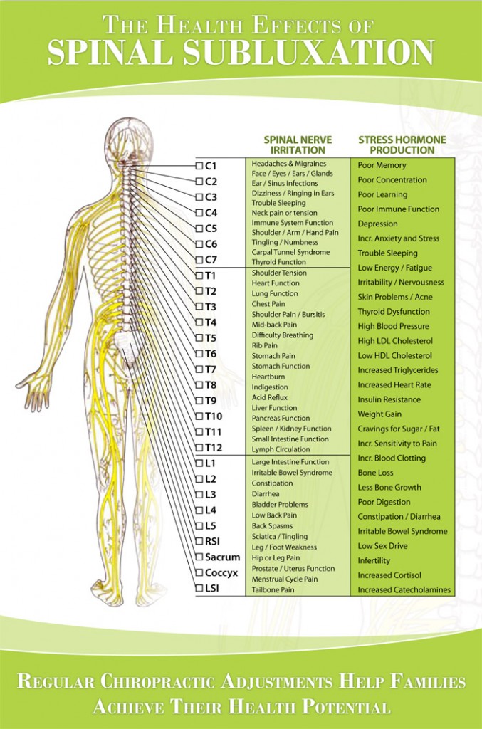 Spinal Nerve Roots Chart